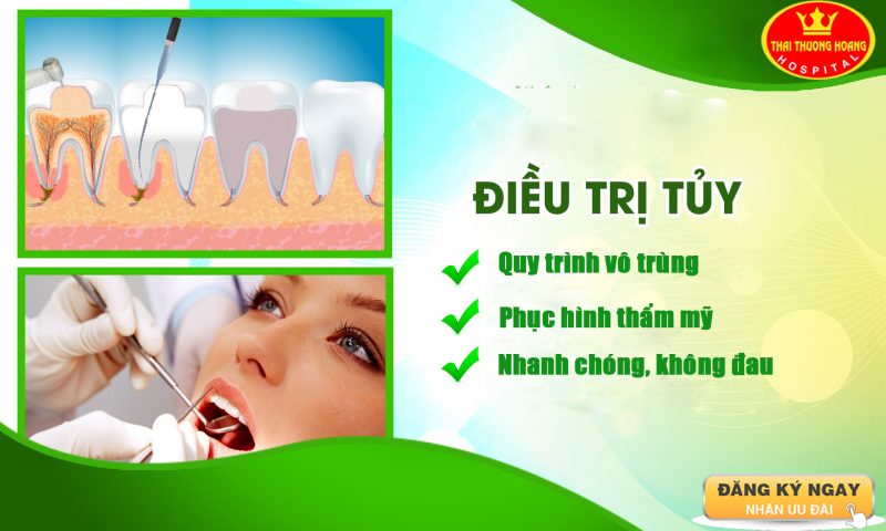 Tủy răng thường được coi là “trái tim” của răng